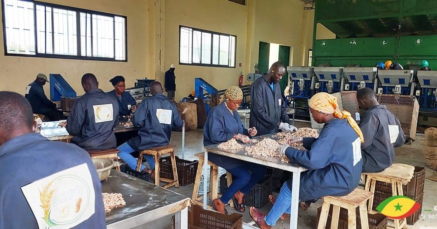 Comment booster la transformation de l'anacarde au Sénégal ?